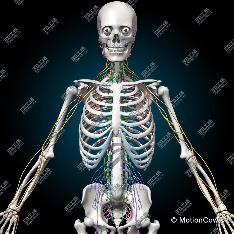 images/goods_img/2021040232/Skeleton & Nervous System/3.jpg